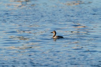 Canvasback 波崎漁港 Sun, 2/5/2023