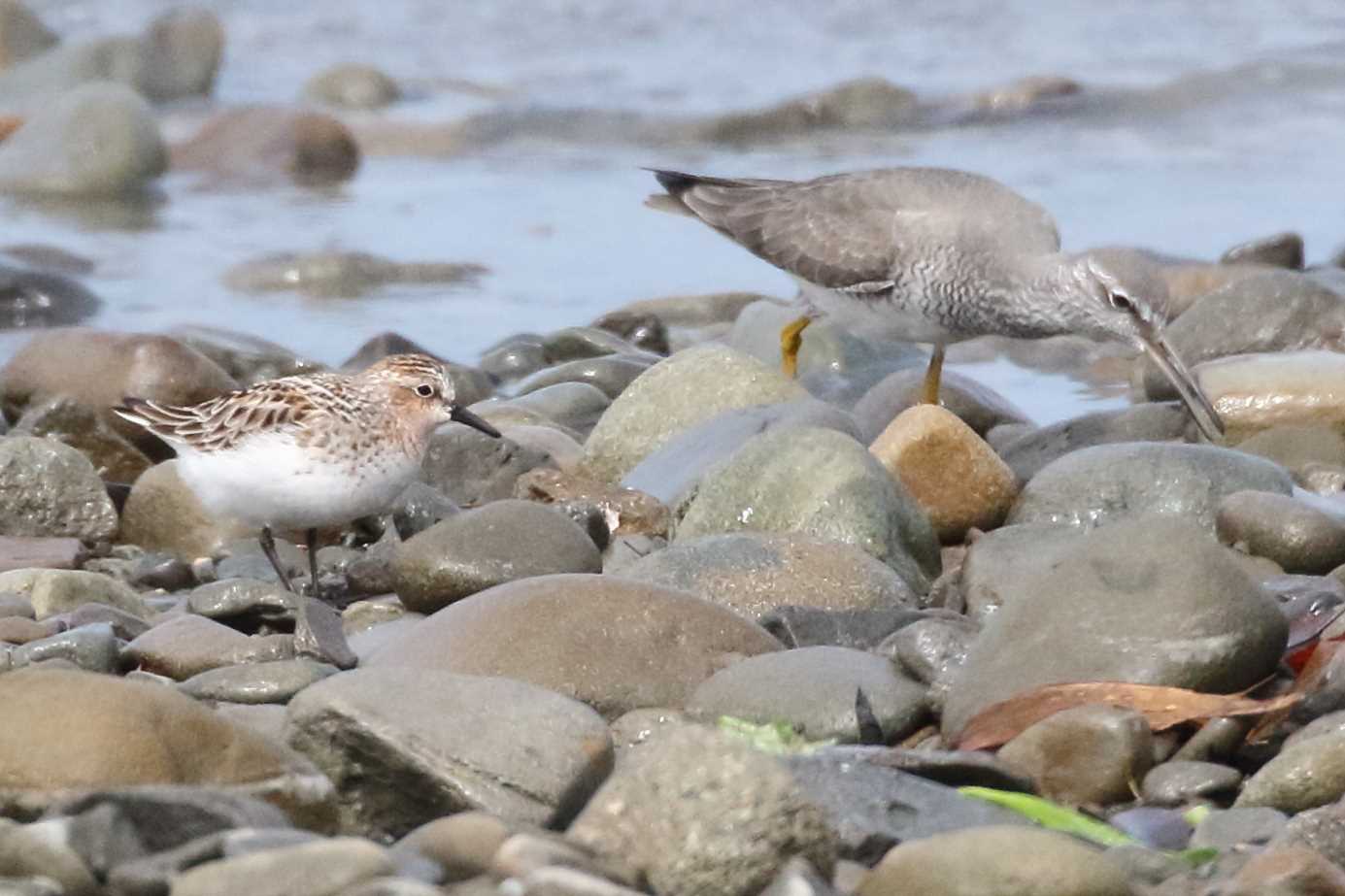 Photo of Red-necked Stint at  by じん