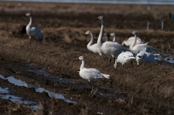 Snow Goose 千葉県 Sun, 2/26/2023