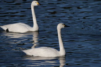 Tundra Swan(columbianus) 千葉県 Sun, 2/26/2023