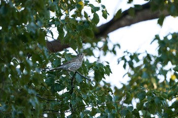 Song Thrush 愛知県 Wed, 1/11/2023