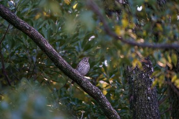 Song Thrush 愛知県 Wed, 1/11/2023