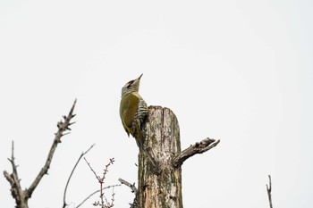Japanese Green Woodpecker 引地川親水公園 Mon, 3/27/2023