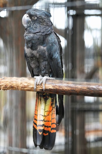 Red-tailed Black Cockatoo キャンベルタウン野鳥の森 Sat, 3/25/2023