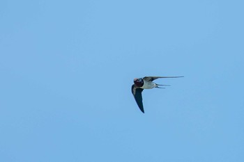 2018年5月11日(金) 淡路島公園の野鳥観察記録