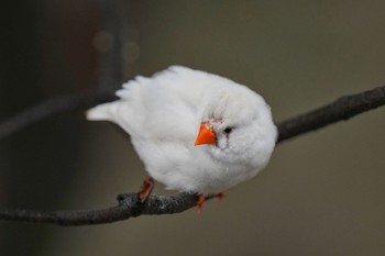 キンカチョウ キャンベルタウン野鳥の森 2023年3月25日(土)