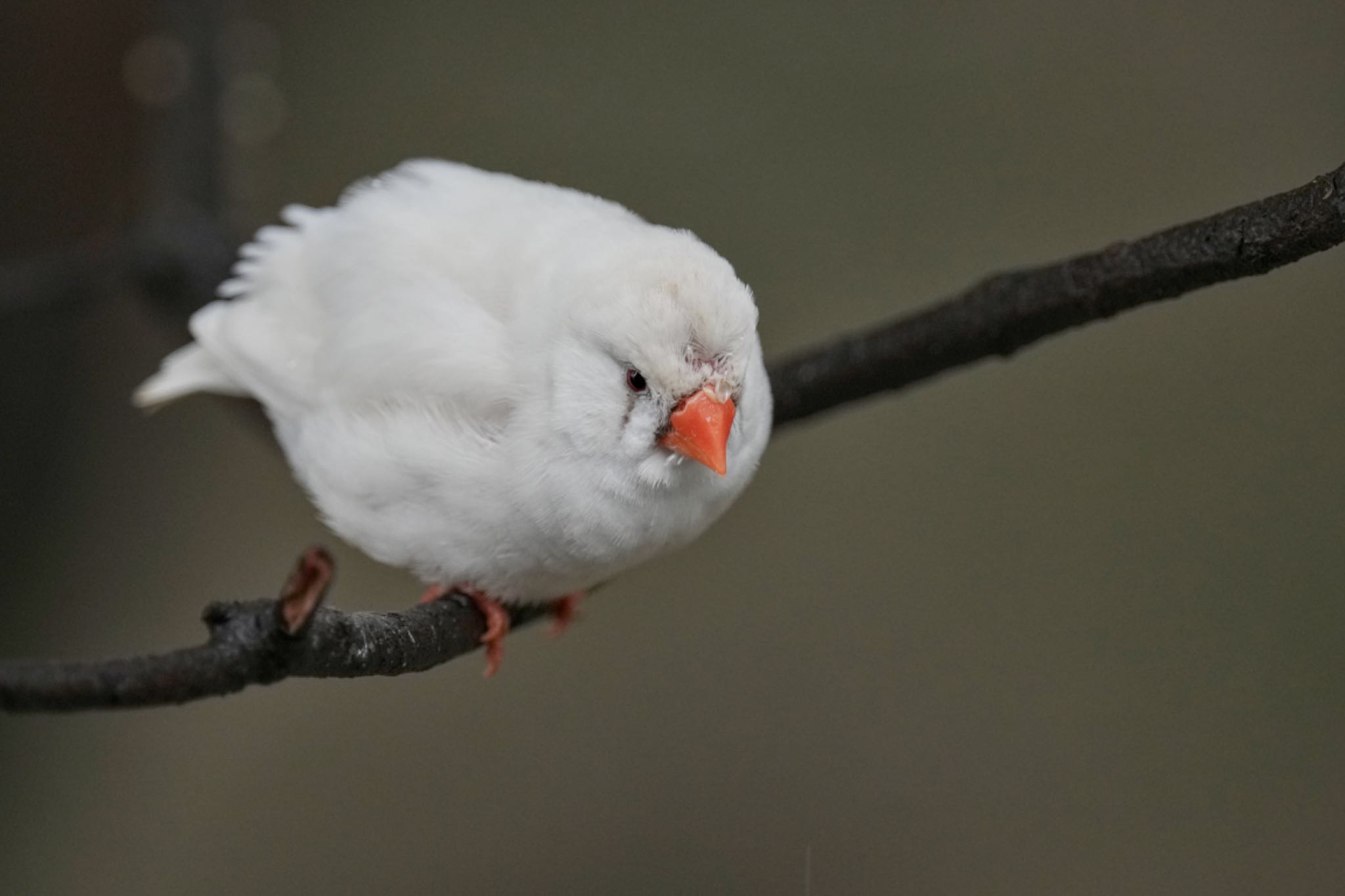 キャンベルタウン野鳥の森 キンカチョウの写真 by アポちん