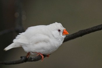 キンカチョウ キャンベルタウン野鳥の森 2023年3月25日(土)