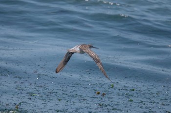 Bar-tailed Godwit 魚住海岸 Fri, 5/4/2018