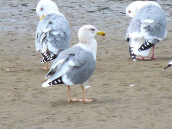 Sun, 3/26/2023 Birding report at 厚狭川河口