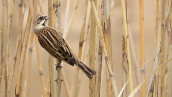 Common Reed Bunting Shin-yokohama Park Mon, 3/27/2023