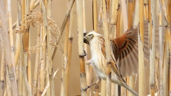 Common Reed Bunting Shin-yokohama Park Mon, 3/27/2023