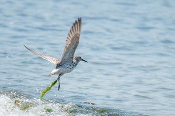 オバシギ 魚住海岸 2018年5月4日(金)