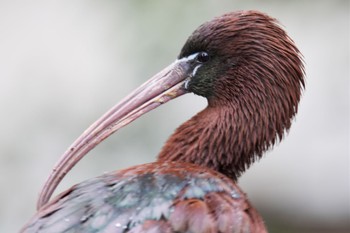 Glossy Ibis キャンベルタウン野鳥の森 Sat, 3/25/2023