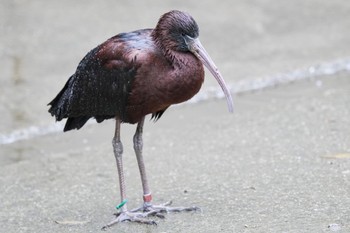 Glossy Ibis キャンベルタウン野鳥の森 Sat, 3/25/2023