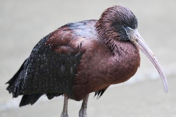 Glossy Ibis キャンベルタウン野鳥の森 Sat, 3/25/2023