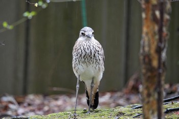 オーストラリアイシチドリ キャンベルタウン野鳥の森 2023年3月25日(土)