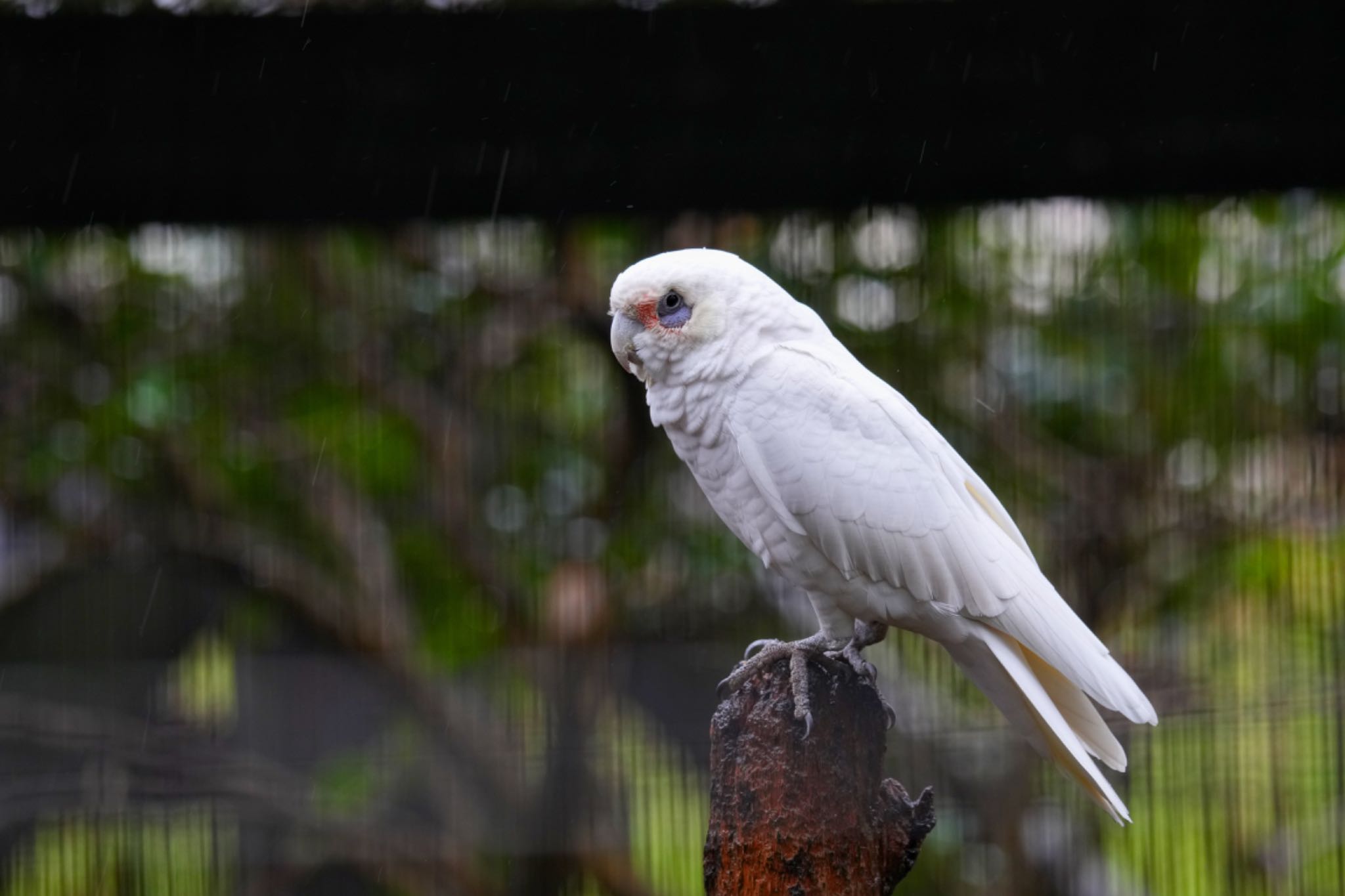 キャンベルタウン野鳥の森 アカビタイムジオウムの写真 by アポちん