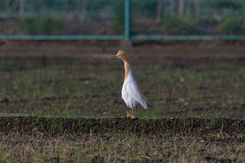 アマサギ 神奈川県 2018年5月18日(金)