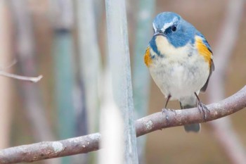 Red-flanked Bluetail 生田緑地 Sun, 3/5/2023