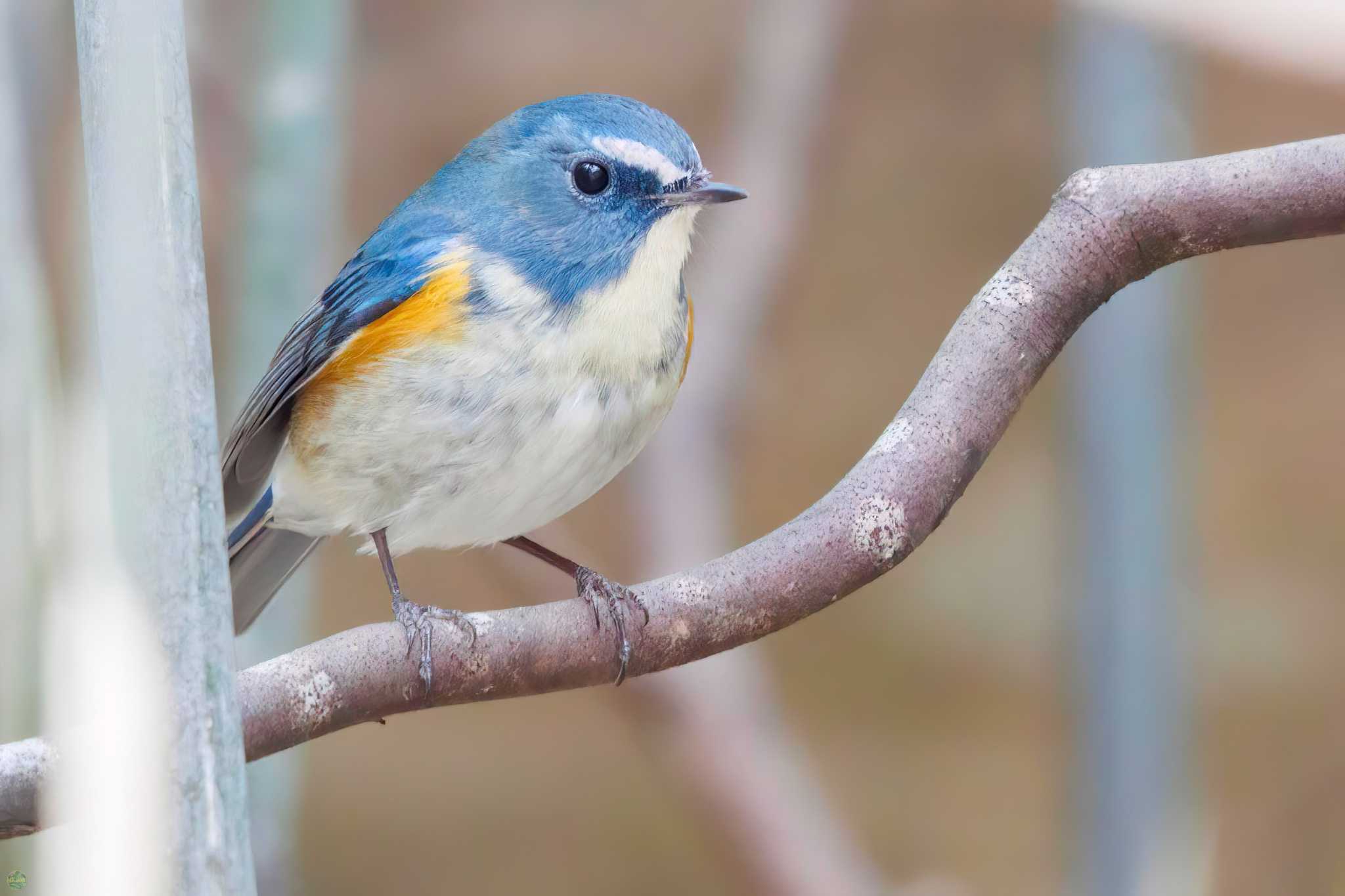 Photo of Red-flanked Bluetail at 生田緑地 by d3_plus