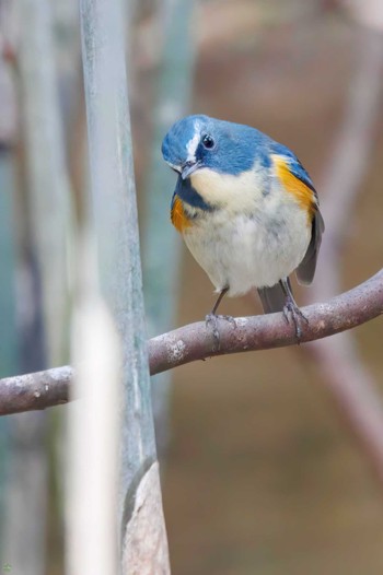 Sun, 3/5/2023 Birding report at 生田緑地