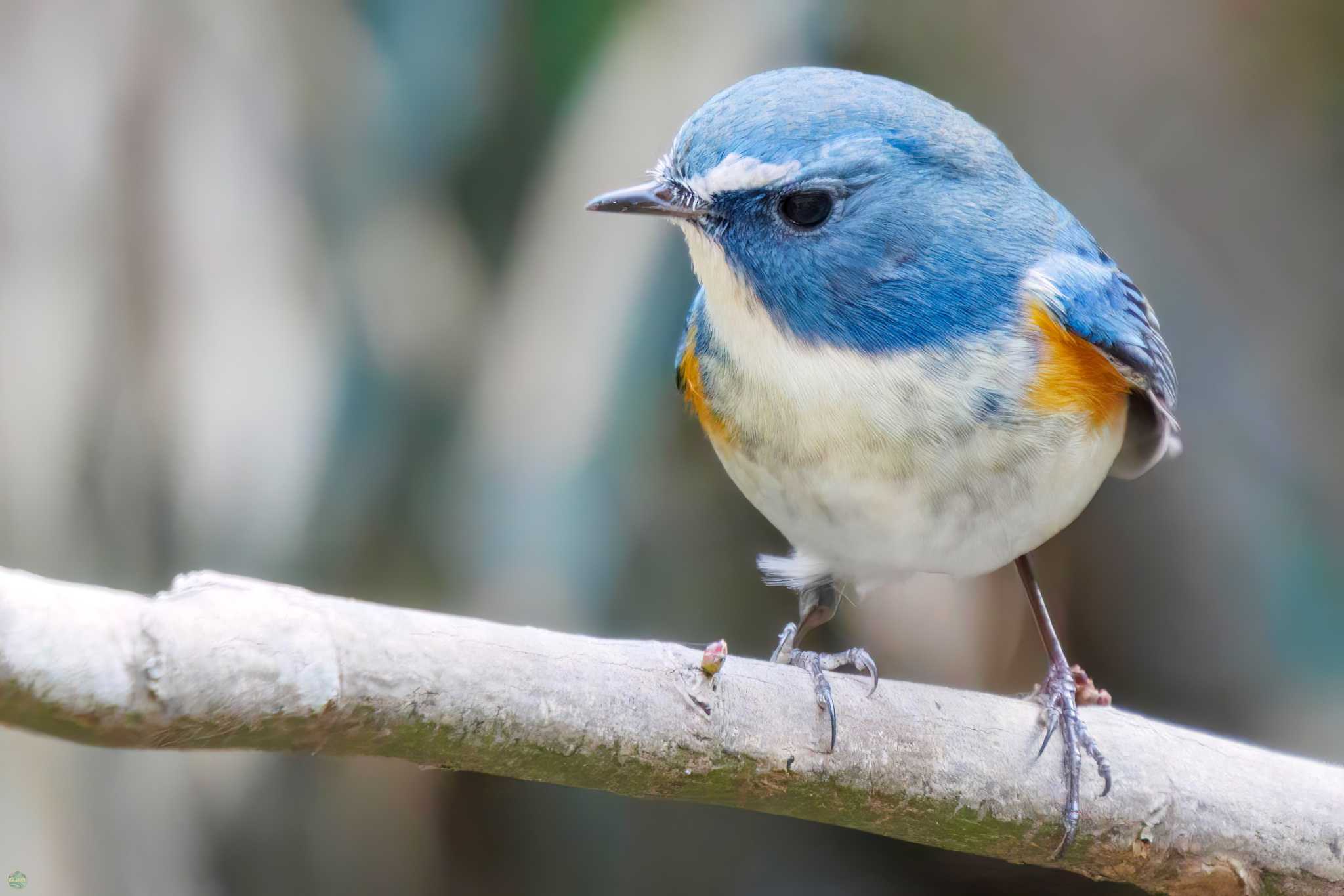 Red-flanked Bluetail