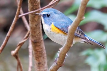 Red-flanked Bluetail 生田緑地 Sun, 3/5/2023