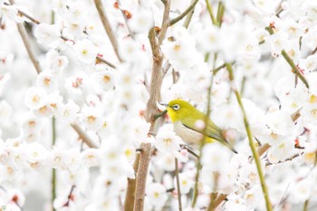 Warbling White-eye 生田緑地 Sun, 3/5/2023