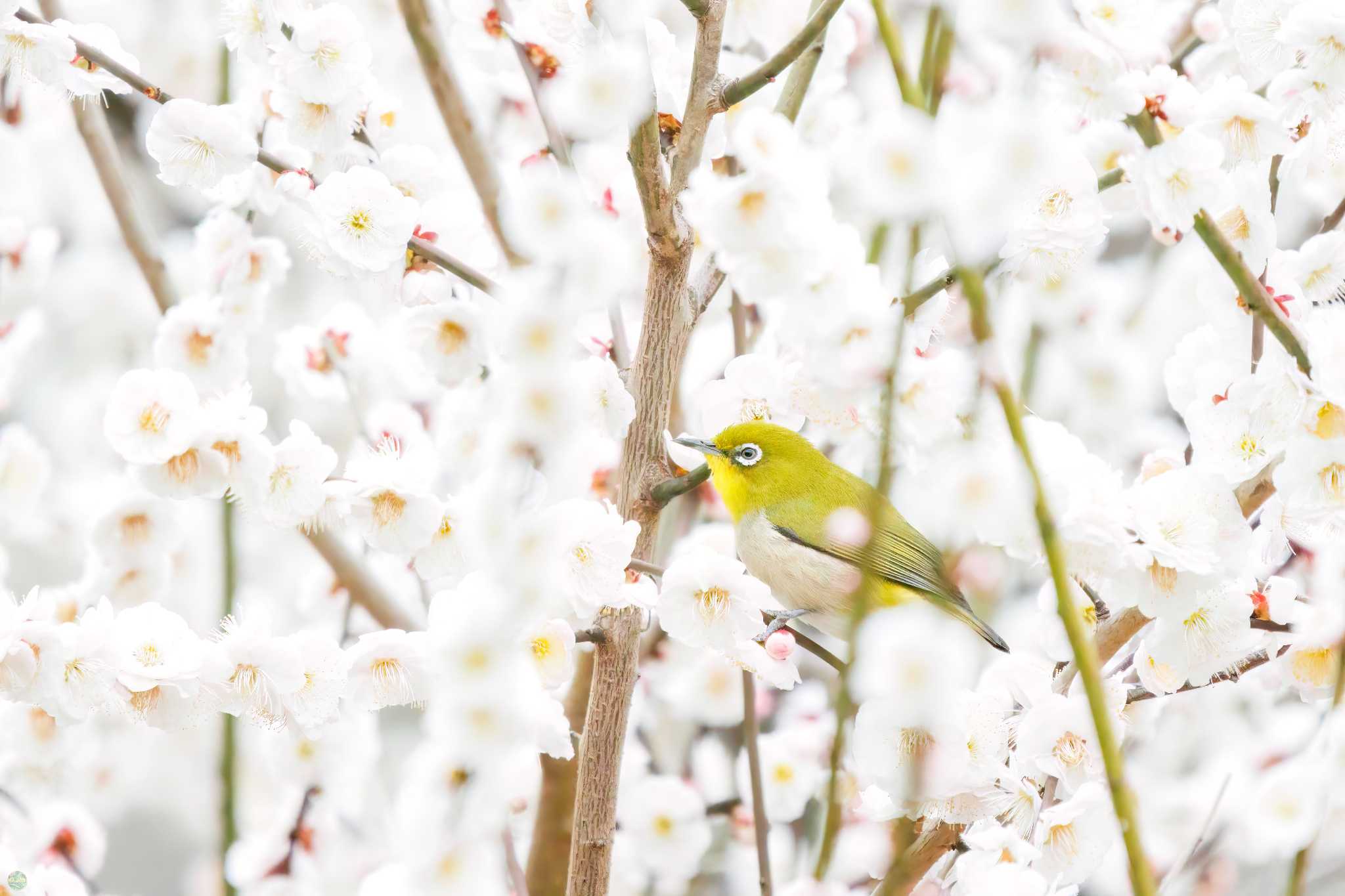 Photo of Warbling White-eye at 生田緑地 by d3_plus