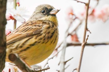 Masked Bunting 生田緑地 Sun, 3/5/2023