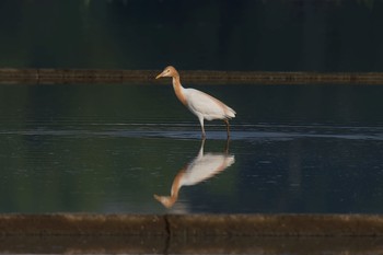 アマサギ 神奈川県 2018年5月18日(金)