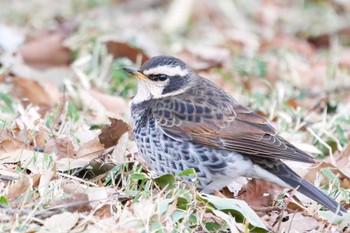 Dusky Thrush 生田緑地 Sun, 3/5/2023