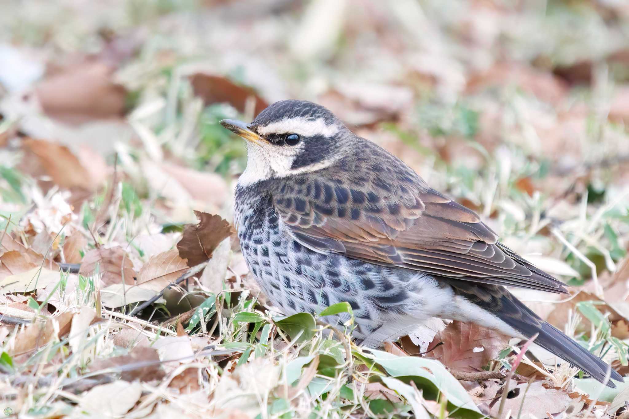 Dusky Thrush