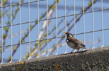 White-cheeked Starling 倉敷市藤戸町 Tue, 3/28/2023