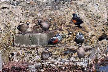 Harlequin Duck 青森県 Fri, 3/24/2023