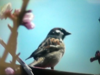 2023年3月28日(火) 自宅庭の野鳥観察記録