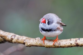 キンカチョウ キャンベルタウン野鳥の森 2023年3月25日(土)