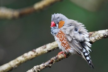 キンカチョウ キャンベルタウン野鳥の森 2023年3月25日(土)