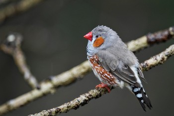 キンカチョウ キャンベルタウン野鳥の森 2023年3月25日(土)