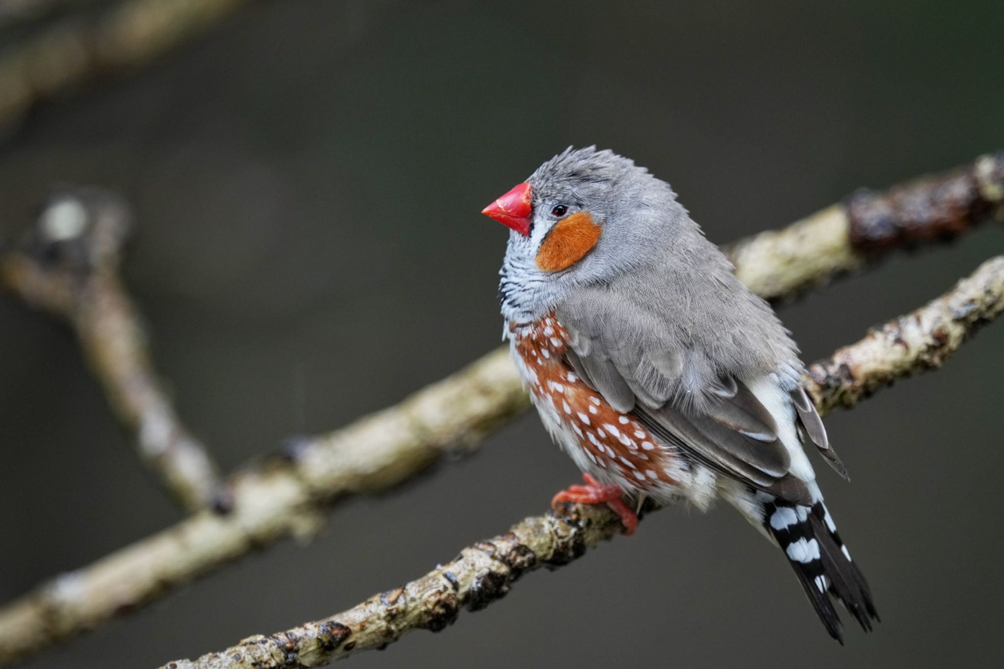 キャンベルタウン野鳥の森 キンカチョウの写真 by アポちん