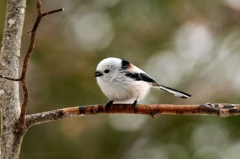 Long-tailed tit(japonicus) 札幌市内 Sun, 3/12/2023