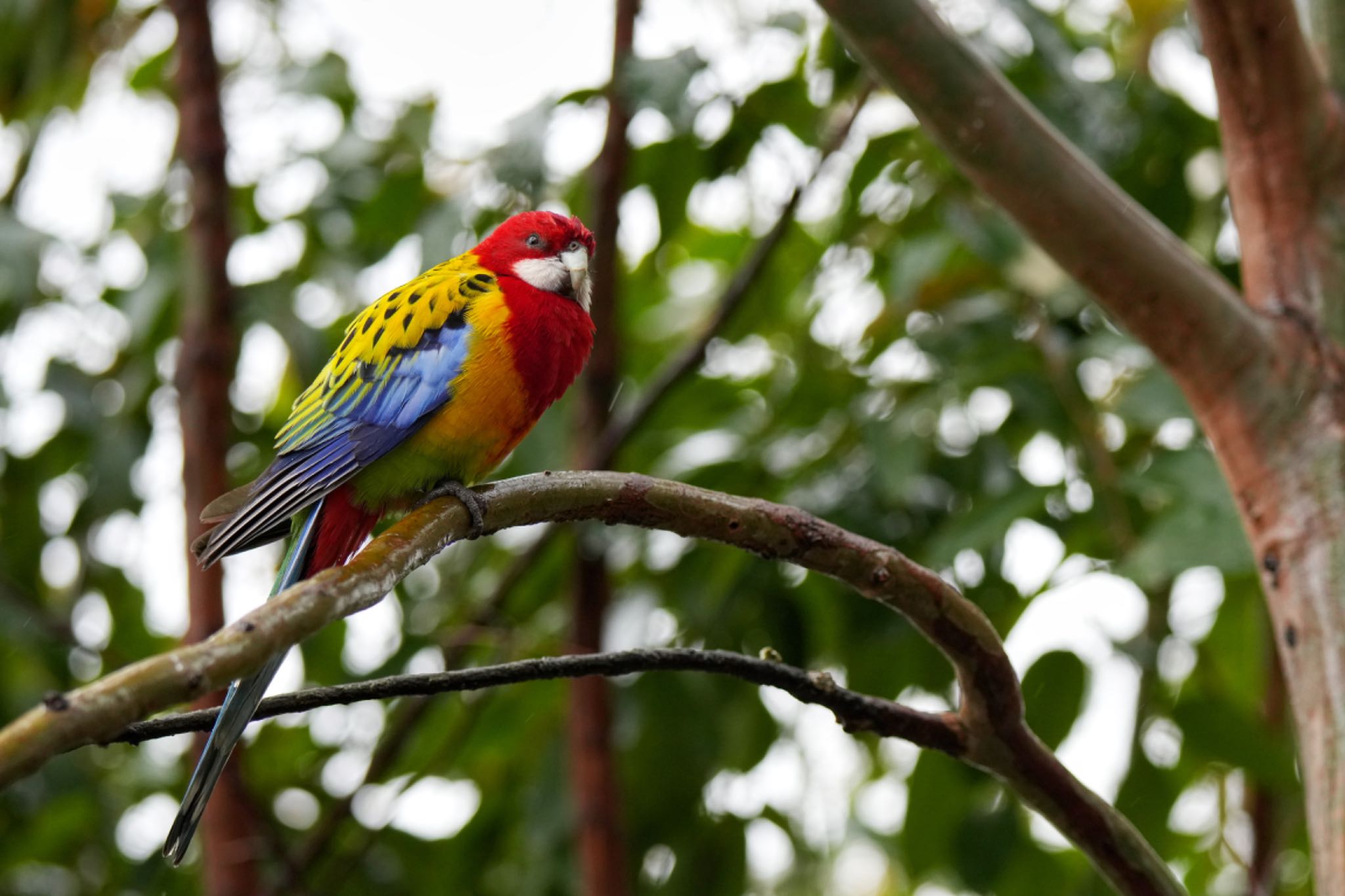 キャンベルタウン野鳥の森 ナナクサインコの写真 by アポちん