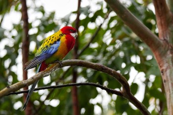 Eastern Rosella キャンベルタウン野鳥の森 Sat, 3/25/2023