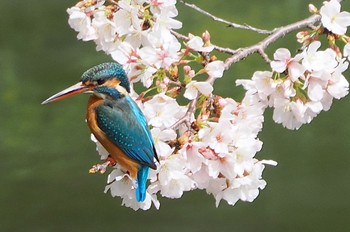 カワセミ 大阪鶴見緑地 2023年3月27日(月)