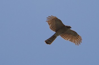 2023年3月27日(月) 大阪鶴見緑地の野鳥観察記録