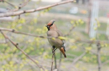 2023年3月28日(火) 野崎川流域(知多市)の野鳥観察記録