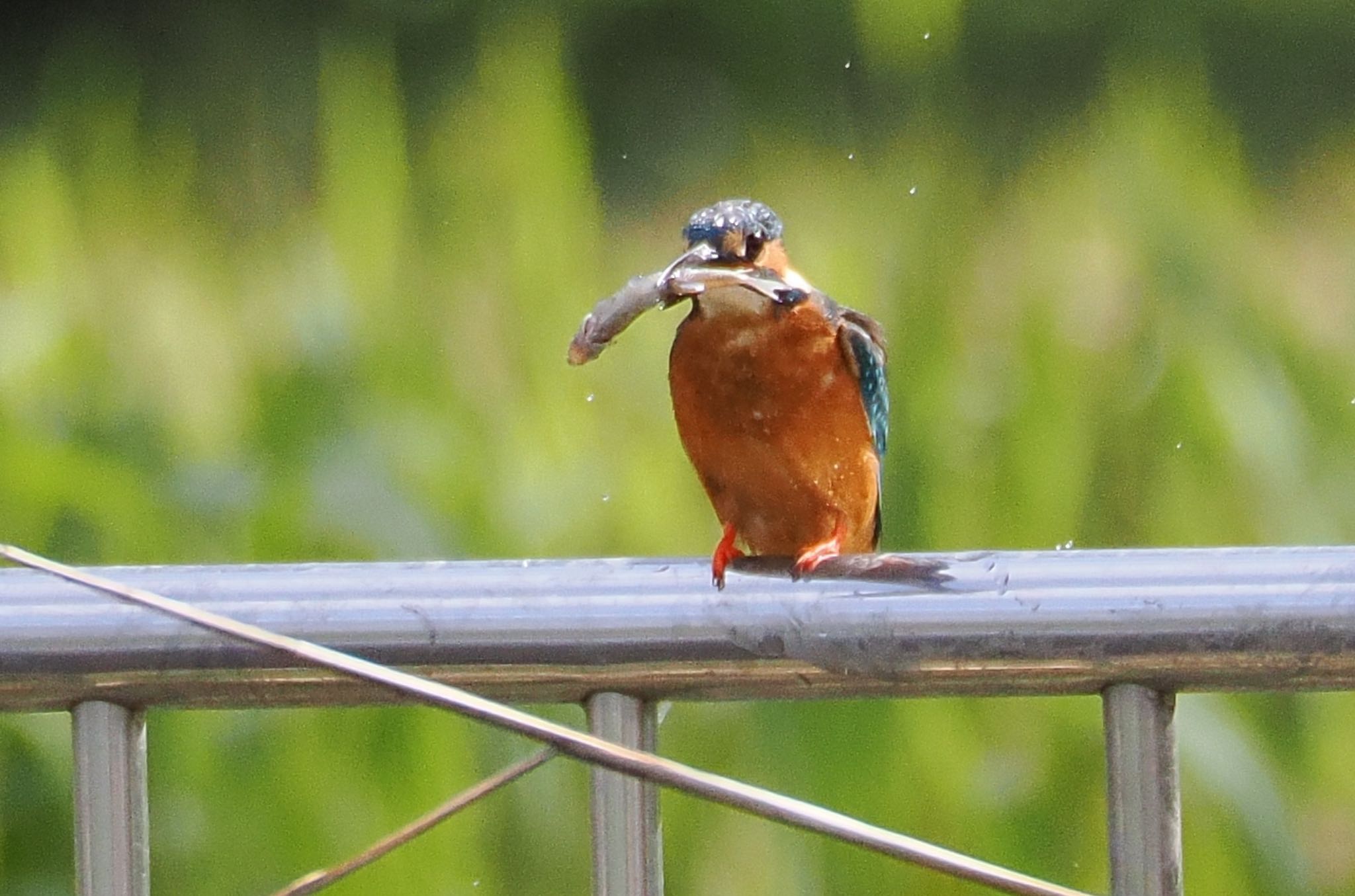 カワセミ