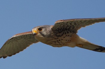 チョウゲンボウ 恩智川治水緑地 2023年3月27日(月)