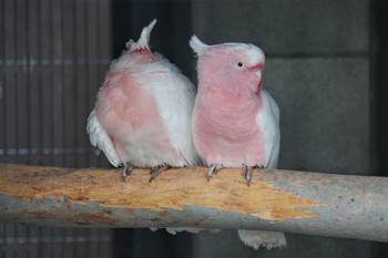 クルマサカオウム キャンベルタウン野鳥の森 2023年3月25日(土)